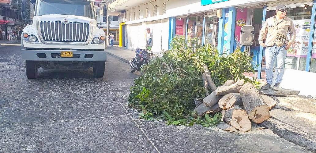Essmar realizó poda de árbol en el Centro Histórico de Santa Marta