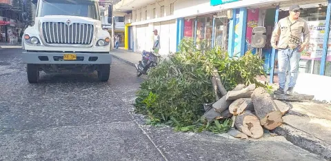 Essmar realizó poda de árbol en el Centro Histórico de Santa Marta